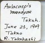 中文種名:月桔輪盾介殼蟲學名:Aulacaspis murrayae Takahashi, 1931