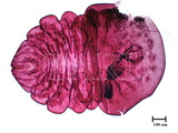 中文種名:月桔輪盾介殼蟲學名:Aulacaspis murrayae Takahashi, 1931