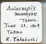 中文種名:月桔輪盾介殼蟲學名:Aulacaspis murrayae Takahashi, 1931