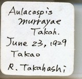 中文種名:月桔輪盾介殼蟲學名:Aulacaspis murrayae Takahashi, 1931