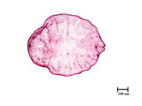 中文種名:月桔輪盾介殼蟲學名:Aulacaspis murrayae Takahashi, 1931