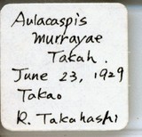 中文種名:月桔輪盾介殼蟲學名:Aulacaspis murrayae Takahashi, 1931