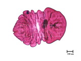 中文種名:月桔輪盾介殼蟲學名:Aulacaspis murrayae Takahashi, 1931