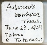 中文種名:月桔輪盾介殼蟲學名:Aulacaspis murrayae Takahashi, 1931