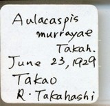 中文種名:月桔輪盾介殼蟲學名:Aulacaspis murrayae Takahashi, 1931