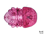 中文種名:月桔輪盾介殼蟲學名:Aulacaspis murrayae Takahashi, 1931