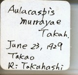 中文種名:月桔輪盾介殼蟲學名:Aulacaspis murrayae Takahashi, 1931