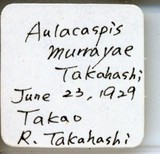 中文種名:月桔輪盾介殼蟲學名:Aulacaspis murrayae Takahashi, 1931