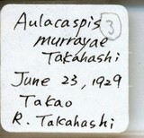 中文種名:月桔輪盾介殼蟲學名:Aulacaspis murrayae Takahashi, 1931