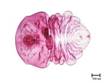 中文種名:月桔輪盾介殼蟲學名:Aulacaspis murrayae Takahashi, 1931