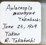 中文種名:月桔輪盾介殼蟲學名:Aulacaspis murrayae Takahashi, 1931