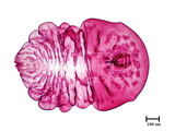 中文種名:月桔輪盾介殼蟲學名:Aulacaspis murrayae Takahashi, 1931