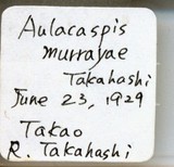 中文種名:月桔輪盾介殼蟲學名:Aulacaspis murrayae Takahashi, 1931