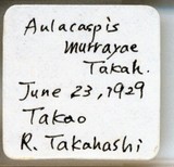 中文種名:月桔輪盾介殼蟲學名:Aulacaspis murrayae Takahashi, 1931