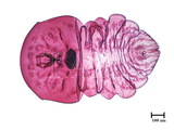 中文種名:月桔輪盾介殼蟲學名:Aulacaspis murrayae Takahashi, 1931