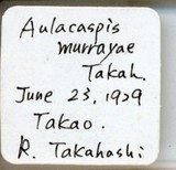 中文種名:月桔輪盾介殼蟲學名:Aulacaspis murrayae Takahashi, 1931