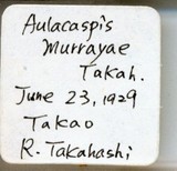 中文種名:月桔輪盾介殼蟲學名:Aulacaspis murrayae Takahashi, 1931