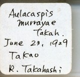 中文種名:月桔輪盾介殼蟲學名:Aulacaspis murrayae Takahashi, 1931