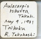 中文種名:樹杞輪盾介殼蟲學名:Aulacaspis robusta Takahashi, 1931