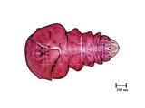 中文種名:樹杞輪盾介殼蟲學名:Aulacaspis robusta Takahashi, 1931