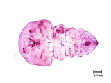 中文種名:樹杞輪盾介殼蟲學名:Aulacaspis robusta Takahashi, 1931