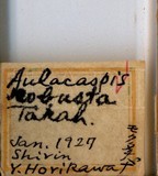 中文種名:樹杞輪盾介殼蟲學名:Aulacaspis robusta Takahashi, 1931