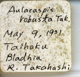 中文種名:樹杞輪盾介殼蟲學名:Aulacaspis robusta Takahashi, 1931