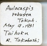 中文種名:樹杞輪盾介殼蟲學名:Aulacaspis robusta Takahashi, 1931