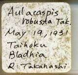 中文種名:樹杞輪盾介殼蟲學名:Aulacaspis robusta Takahashi, 1931