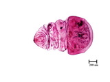 中文種名:樹杞輪盾介殼蟲學名:Aulacaspis robusta Takahashi, 1931