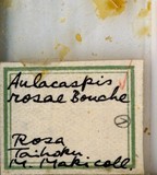 中文種名:薔薇白輪盾介殼蟲學名:Aulacaspis rosae (Bouche, 1834)