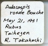 中文種名:薔薇白輪盾介殼蟲學名:Aulacaspis rosae (Bouche, 1834)