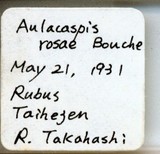 中文種名:薔薇白輪盾介殼蟲學名:Aulacaspis rosae (Bouche, 1834)