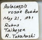 中文種名:薔薇白輪盾介殼蟲學名:Aulacaspis rosae (Bouche, 1834)