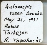 中文種名:薔薇白輪盾介殼蟲學名:Aulacaspis rosae (Bouche, 1834)