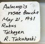 中文種名:薔薇白輪盾介殼蟲學名:Aulacaspis rosae (Bouche, 1834)