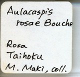 中文種名:薔薇白輪盾介殼蟲學名:Aulacaspis rosae (Bouche, 1834)