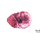 中文種名:薔薇白輪盾介殼蟲學名:Aulacaspis rosae (Bouche, 1834)