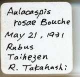 中文種名:薔薇白輪盾介殼蟲學名:Aulacaspis rosae (Bouche, 1834)