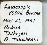 中文種名:薔薇白輪盾介殼蟲學名:Aulacaspis rosae (Bouche, 1834)