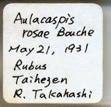 中文種名:薔薇白輪盾介殼蟲學名:Aulacaspis rosae (Bouche, 1834)