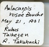 中文種名:薔薇白輪盾介殼蟲學名:Aulacaspis rosae (Bouche, 1834)