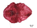 中文種名:菝葜輪盾介殼蟲學名:Aulacaspis spinosa (Maskell, 1897)