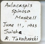 中文種名:菝葜輪盾介殼蟲學名:Aulacaspis spinosa (Maskell, 1897)