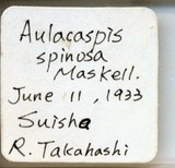 中文種名:菝葜輪盾介殼蟲學名:Aulacaspis spinosa (Maskell, 1897)