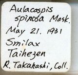 中文種名:菝葜輪盾介殼蟲學名:Aulacaspis spinosa (Maskell, 1897)