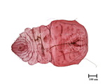 中文種名:菝葜輪盾介殼蟲學名:Aulacaspis spinosa (Maskell, 1897)