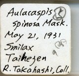 中文種名:菝葜輪盾介殼蟲學名:Aulacaspis spinosa (Maskell, 1897)