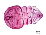 中文種名:菝葜輪盾介殼蟲學名:Aulacaspis spinosa (Maskell, 1897)