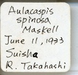 中文種名:菝葜輪盾介殼蟲學名:Aulacaspis spinosa (Maskell, 1897)